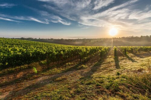 grillage agricole et résidentiel porche châlon sur marne 51 Champagne Ardenne