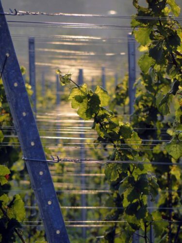 fil galva pour viticulture proche Bordeaux Gironde 33