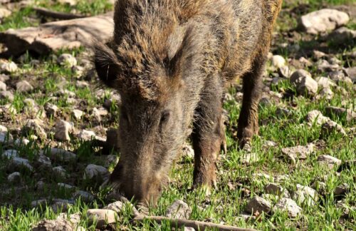 grillage pour parc de chasse sangliers proche Toulouse, Occitanie