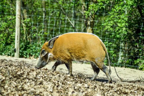 fournisseur clôture grillage pour sanglier proche Beauvais 60000, Somme