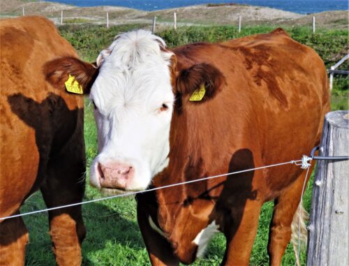 vache derrière une clôture électrique en pâturage estival