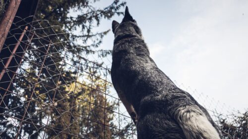 chien de protection devant une clôture grillagée en milieu forestier